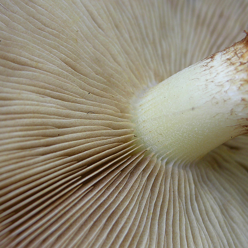 Pholiota squarrosa (Weigel: Fr.) Kummer